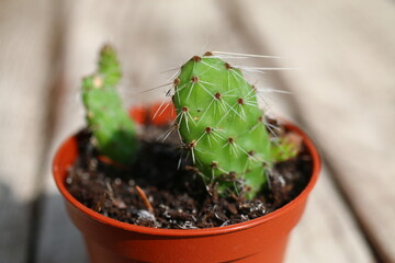 Opuncja longispina tunilla