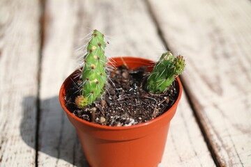 Opuncja longispina tunilla