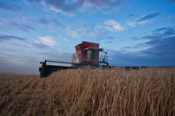 Grain harvester machine collecting wheat seeds in Standard, Alberta, Canada - obrazy, fototapety, plakaty