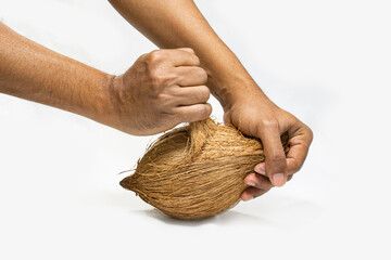 a man trying to peel off fiber of a coconut with both hand. how to hold and grip to peel to get nut from a ripe coconut. studio shoot on white background.