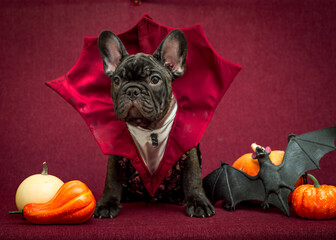 A dog dressed as Dracula sits near pumpkins. Dog poses for a Halloween photo shoot.