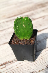 Opuncja Consolea rubescens
