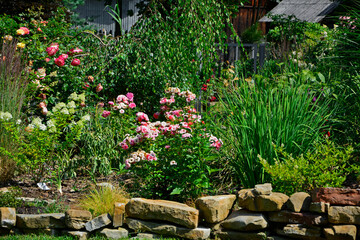 Kompozycja rabatowa z zilonych traw i krzewów ozodbnych i różowych róż