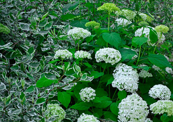 Dereń biały (Cornus alba) odmiana Elegantissima  i Hortensja krzewiasta nazywana też krzaczastą, drzewkowatą lub drzewiastą (Hydrangea arborescens)