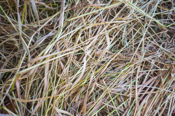 Dry straw, backdrop. Hay texture close-up in color. Fodder for livestock and building materials. Harvesting. Mowed grasses in close-up are just trying to hay. Loose hey of mowed grass while drying