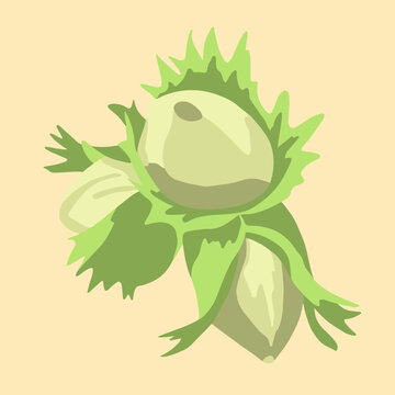 Vector isolated illustration of hazelnuts. Three nut hazels.