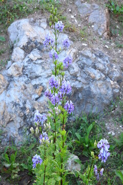 Tojad dzi&oacute;baty (Aconitum variegatum) na tle skał w ogrodzie