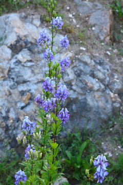 Tojad dzi&oacute;baty (Aconitum variegatum) na tle skał w ogrodzie