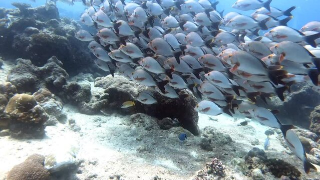 Ein Schwarm Buckelschnapper - Humpback Snapper - im indischen Ozean / Malediven