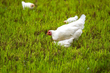 Weiße Henne mit Kücken Küken auf der Wiese