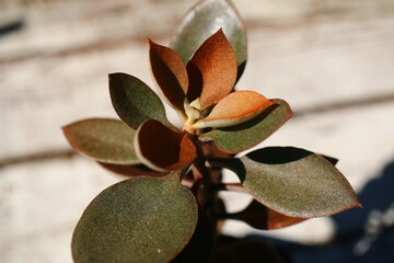 Żyworódka Cynamonowy Niedźwiedź Kalanchoe orgyalis © Perovskia