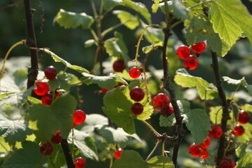 red berries on a branch
