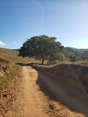 Fototapeta premium Countryside road with green trees