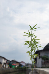 Fototapeta na wymiar growing cannabis leaves And being allowed to grow within Thailand makes the cannabis plant popular commonly grown for use as herbal medicine to help cure various medical conditions and diseases.