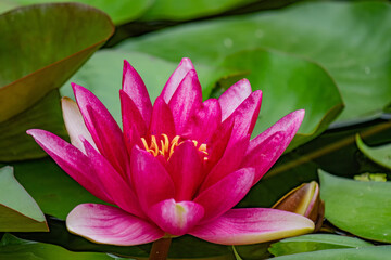 Nahaufnahme pinkfarbene Lotusblüte - obrazy, fototapety, plakaty
