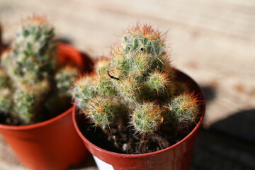 kaktus Mammillaria elongata