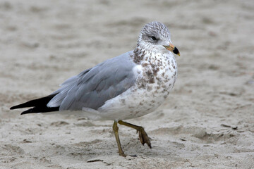 Ring-Billed Gull walking on the shore.