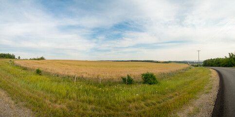 Fototapeta na wymiar Panoramic wheat field in the countryside Alberta