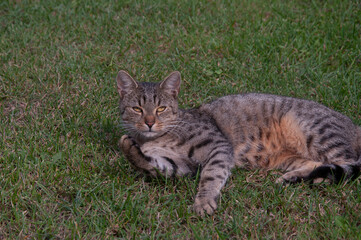 Naklejka na ściany i meble Grey house Cat on grass laying and licking paw