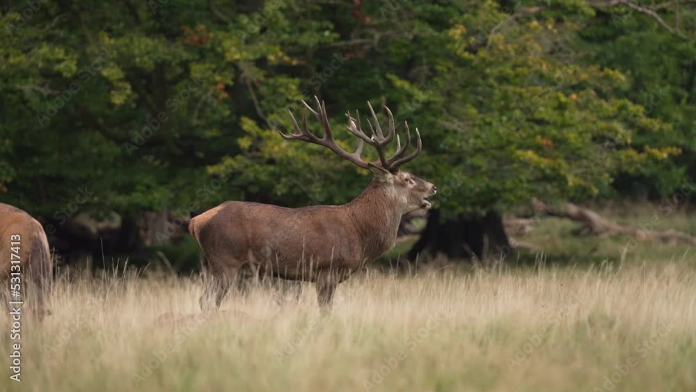 Wall mural red deer during rutting time. deer roaring and marking territory. wildlife in autumn.