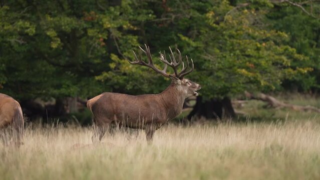 Red deer during rutting time. Deer roaring and marking territory. Wildlife in autumn. 