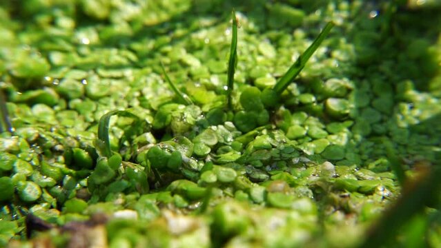 Close-up shot of algae and fungi in water