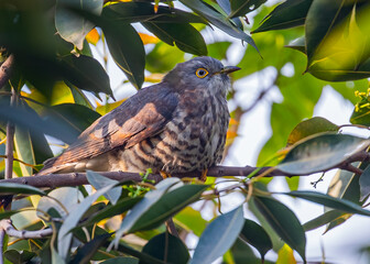 Indian Cuckoo hiding and resting