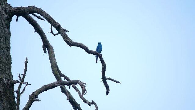 Close-up shot of beautiful blue robin bird siting on tree and flying in slow motion 