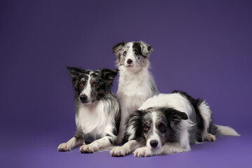 Three identical dogs together. blue marble on a violet background. Border collie family in studio 