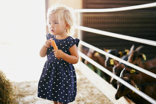 Little girl stand near a paddock with goats in a farm. High quality photo