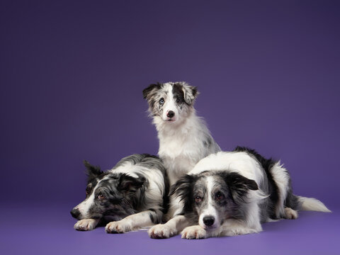 Three Identical Dogs Together. Blue Marble On A Violet Background. Border Collie Family In Studio 