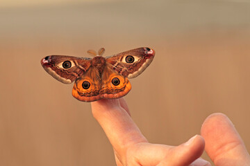 Saturnia pavoniella, moth, Italy 