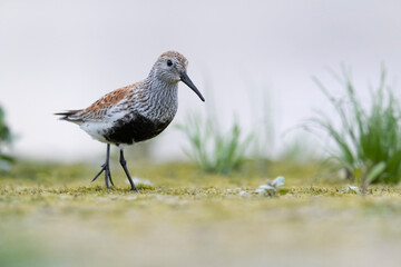 Waders or shorebirds, dunlin (Calidris alpina)   at in wetland.