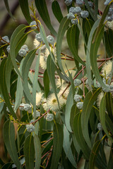 Obraz premium Eucalyptus flowers and fruits