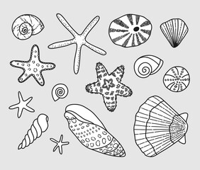 Collection of sea shells. Vector illustration. The elements are isolated on a gray background.