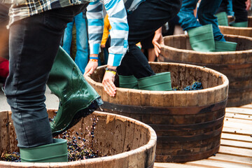 Harvest Fun: The traditional trampling of grapes