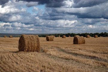 Hay in rolls lying on the field on a sunny day. The sun illuminates the hay in rolls on the field. Hay in rolls - Senage, is considered the most optimal for cattle or horses. 