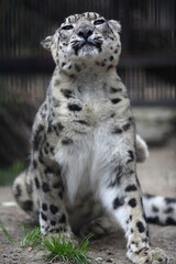 close up portrait of snow leopard sitting