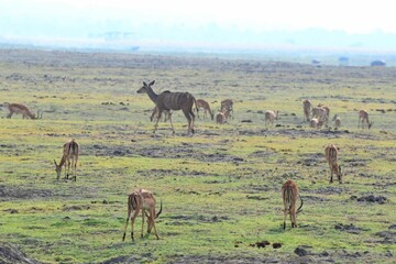 Fototapeta na wymiar Kudu and browsing impala, chobe national park