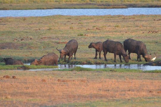 Herd of african buffalo at the Chobe National Park