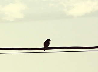 Pássaro solitário