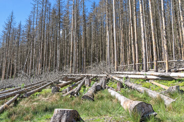 Dead spruce forest on sunny day