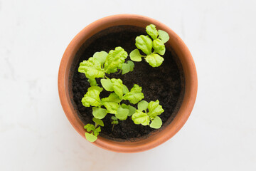 Obraz na płótnie Canvas Fresh young basil (ocimum basilicum) sprouts in a terracotta pot against a white background.