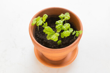 Fresh young basil (ocimum basilicum) sprouts in a terracotta pot against a white background.