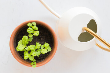 Fresh young basil (ocimum basilicum) sprouts in a terracotta pot and a watering can against a white background.