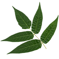 Fototapeta premium bush branch with leaves, isolated on transparent background, png