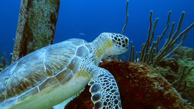 green sea turtle