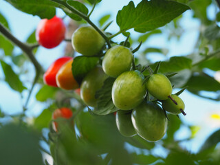 Young cherry tomatoes in natural garden
