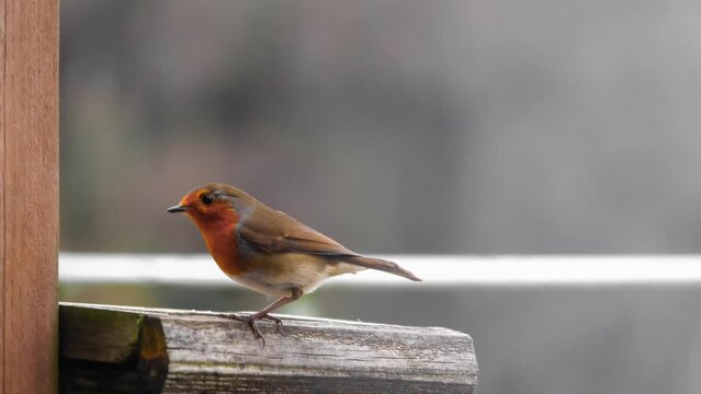 close up of a robin redbreast (Erithacus rubecula) feeding on a wooden bird feeder table