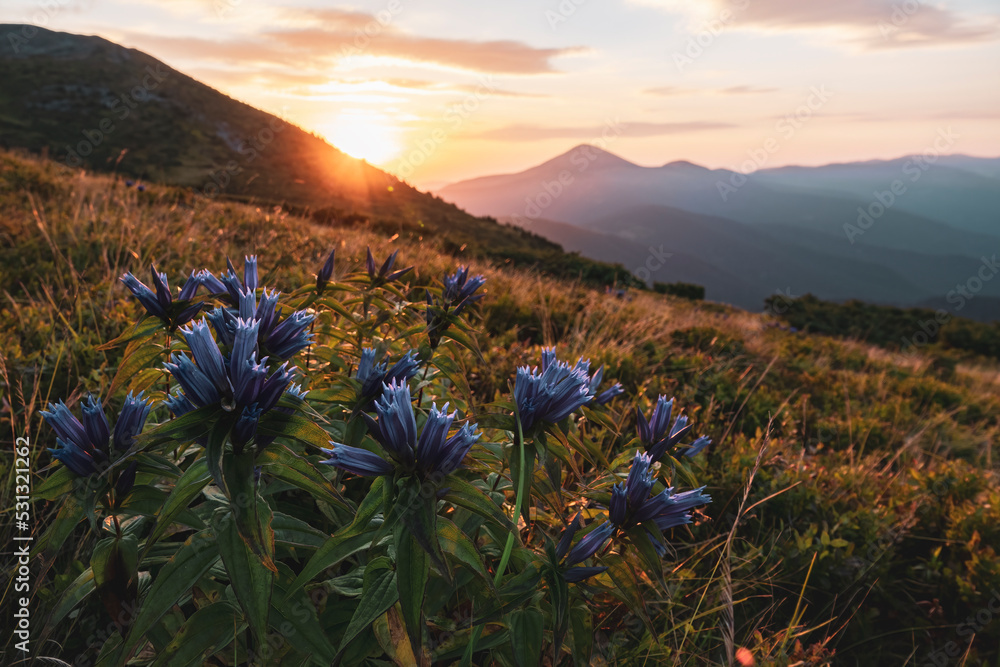 Poster beautiful wildflowers high in the mountains.